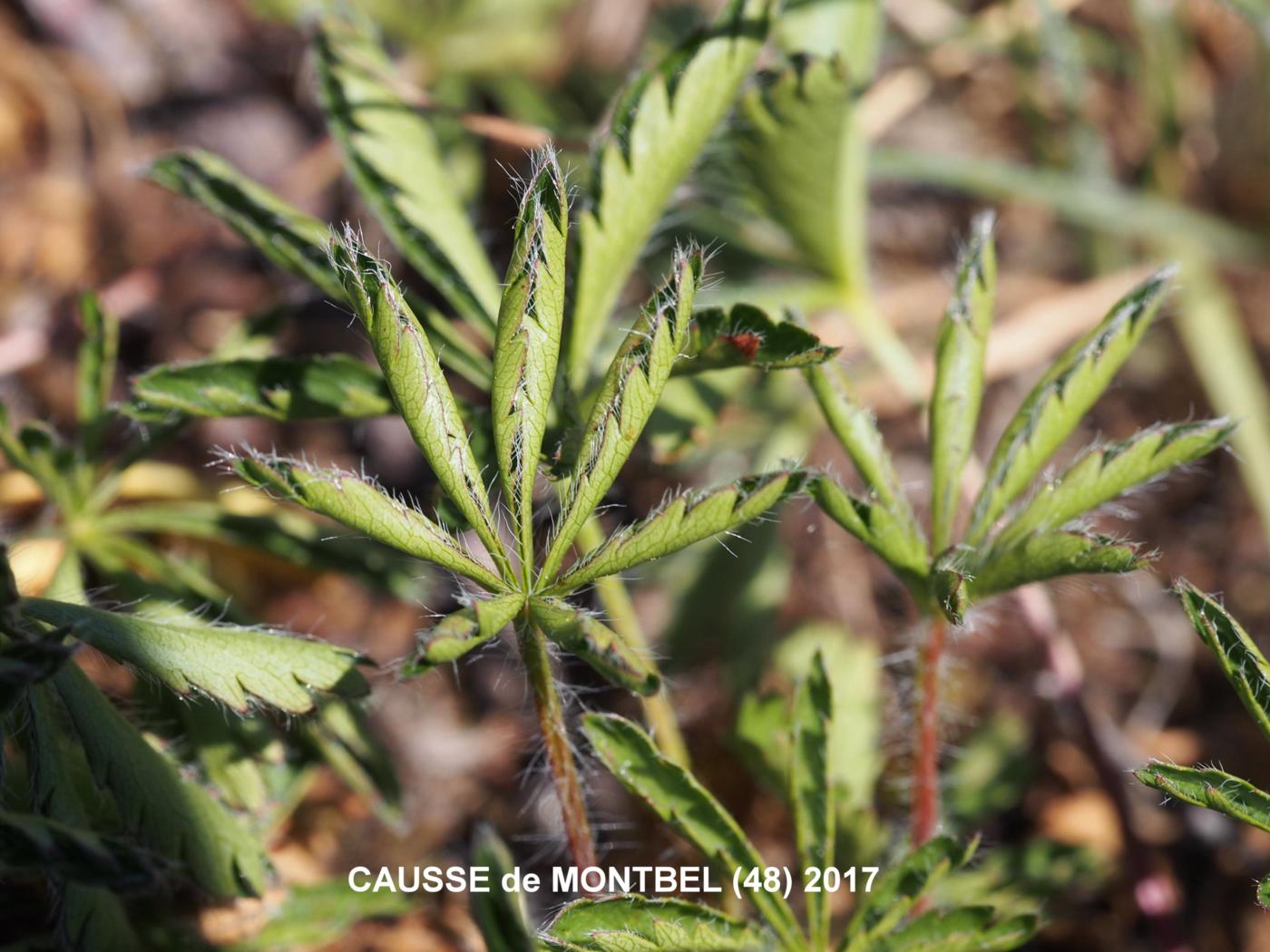 Cinqfoil, Seven-leaved leaf